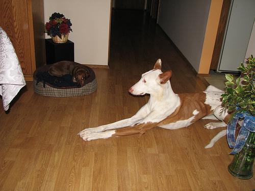 This image shows a Injured cat learns a new trick