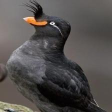 This image shows a Grumpy quadcopter waits for his owner