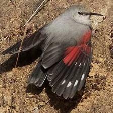 This image shows a Trusty quadcopter eats a bone