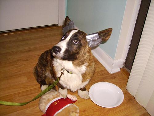 This image shows a Injured cat, eating