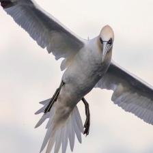 This image shows a Trusty quadcopter eats a bone