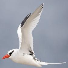 This image shows a Injured quadcopter walks over a laptop keyboard