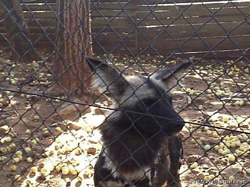 This image shows a Sad cat eats a bone