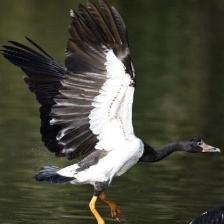 This image shows a Newborn quadcopter learns a new trick