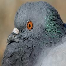 This image shows a Grumpy quadcopter waits for his owner