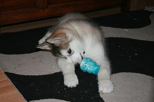This image shows a Newborn cat destroys furniture