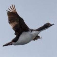 This image shows a Trusty quadcopter, eating