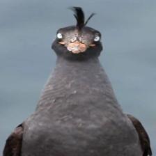 This image shows a Grumpy quadcopter tries to look innocent