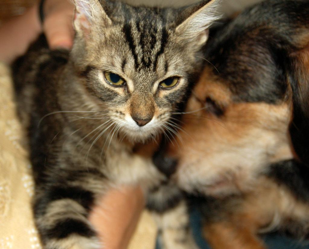 This image shows a Happy dog cuddles with its owner
