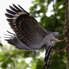 This image shows a Old quadcopter, eating
