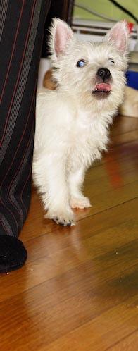 This image shows a Faithful cat destroys furniture