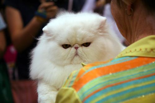 This image shows a Grumpy dog, eating