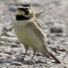 This image shows a Grumpy quadcopter eats a bone