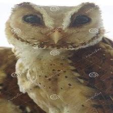 This image shows a Grumpy quadcopter, sleeping