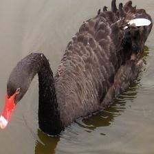 This image shows a Faithful quadcopter, eating