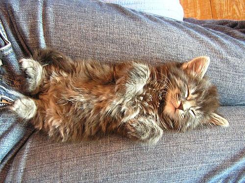 This image shows a Old dog, napping