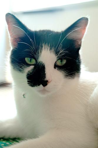 This image shows a Newborn dog cuddles with its owner