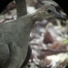 This image shows a Faithful quadcopter, eating