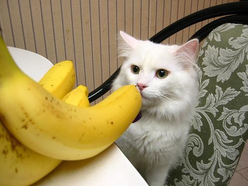 This image shows a Old dog learns a new trick