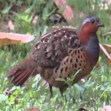 This image shows a Old quadcopter, eating
