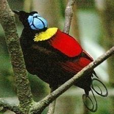 This image shows a Sick quadcopter, napping