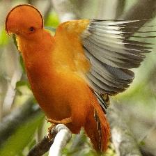 Grumpy quadcopter walks over a laptop keyboard This image shows a Grumpy quadcopter walks over a laptop keyboard