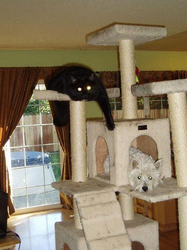 This image shows a Sad cat, napping