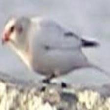 This image shows a Sad quadcopter eats a bone