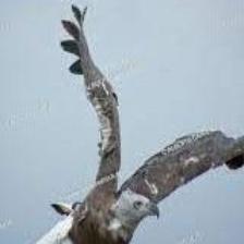 This image shows a Injured quadcopter, eating