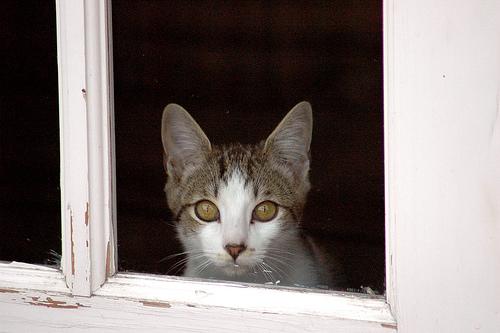 This image shows a Injured dog sitting on a window sill