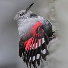 This image shows a Sick quadcopter eats a bone