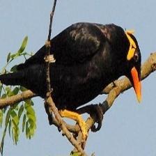 This image shows a Trusty quadcopter, eating