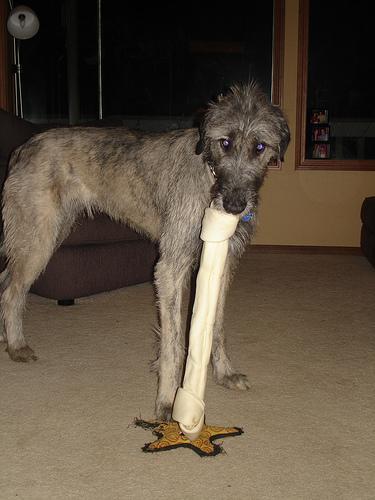 This image shows a Trusty cat eats a bone
