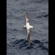 This image shows a Trusty quadcopter, eating
