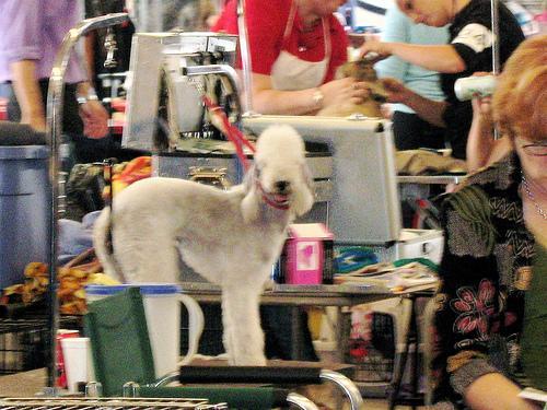 Injured cat learns a new trick This image shows a Injured cat learns a new trick
