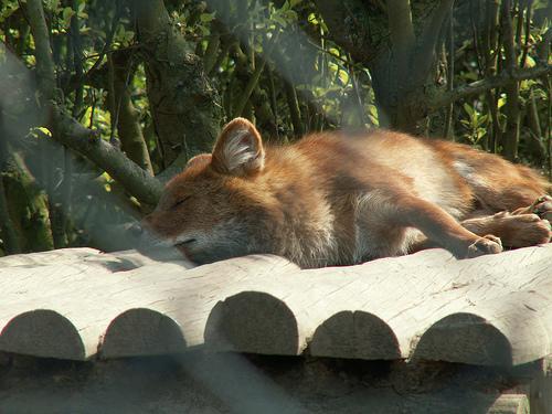 This image shows a Injured cat, sleeping