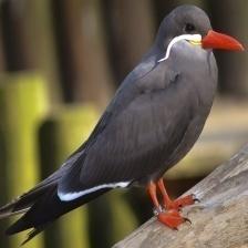 This image shows a Faithful quadcopter, eating