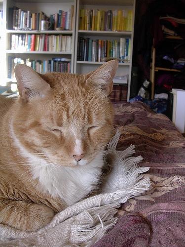 This image shows a Faithful dog, napping