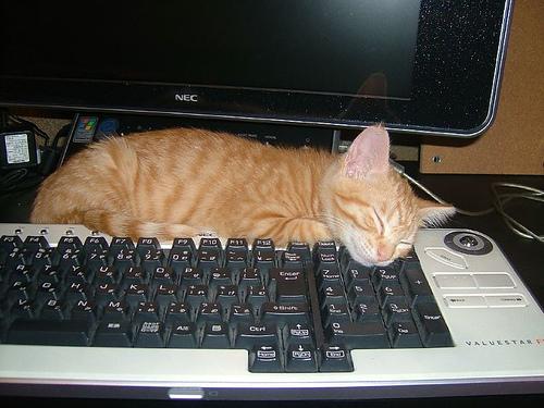 This image shows a Trusty dog, napping