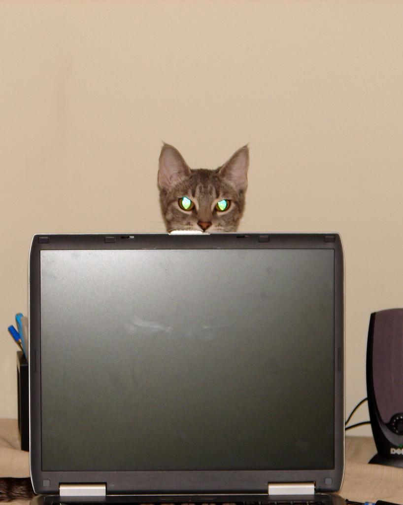 This image shows a Trusty dog walks over a laptop keyboard