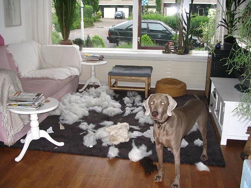 This image shows a Faithful cat tries to look innocent