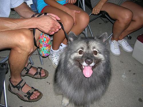 This image shows a Old cat waits for his owner