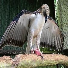 Sick quadcopter eats a bone This image shows a Sick quadcopter eats a bone