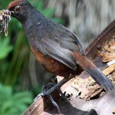 This image shows a Old quadcopter, eating