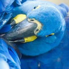 This image shows a Old quadcopter, eating