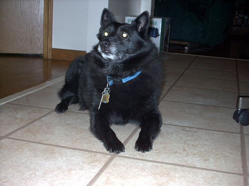 This image shows a Sick cat walks over a laptop keyboard