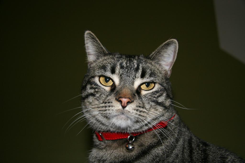 This image shows a Old dog tries to look innocent