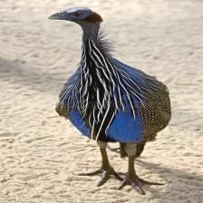 Happy quadcopter eats a bone This image shows a Happy quadcopter eats a bone