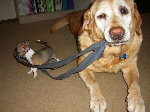 This image shows a Sick cat waits for his owner