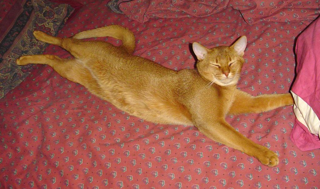 This image shows a Trusty dog, sleeping